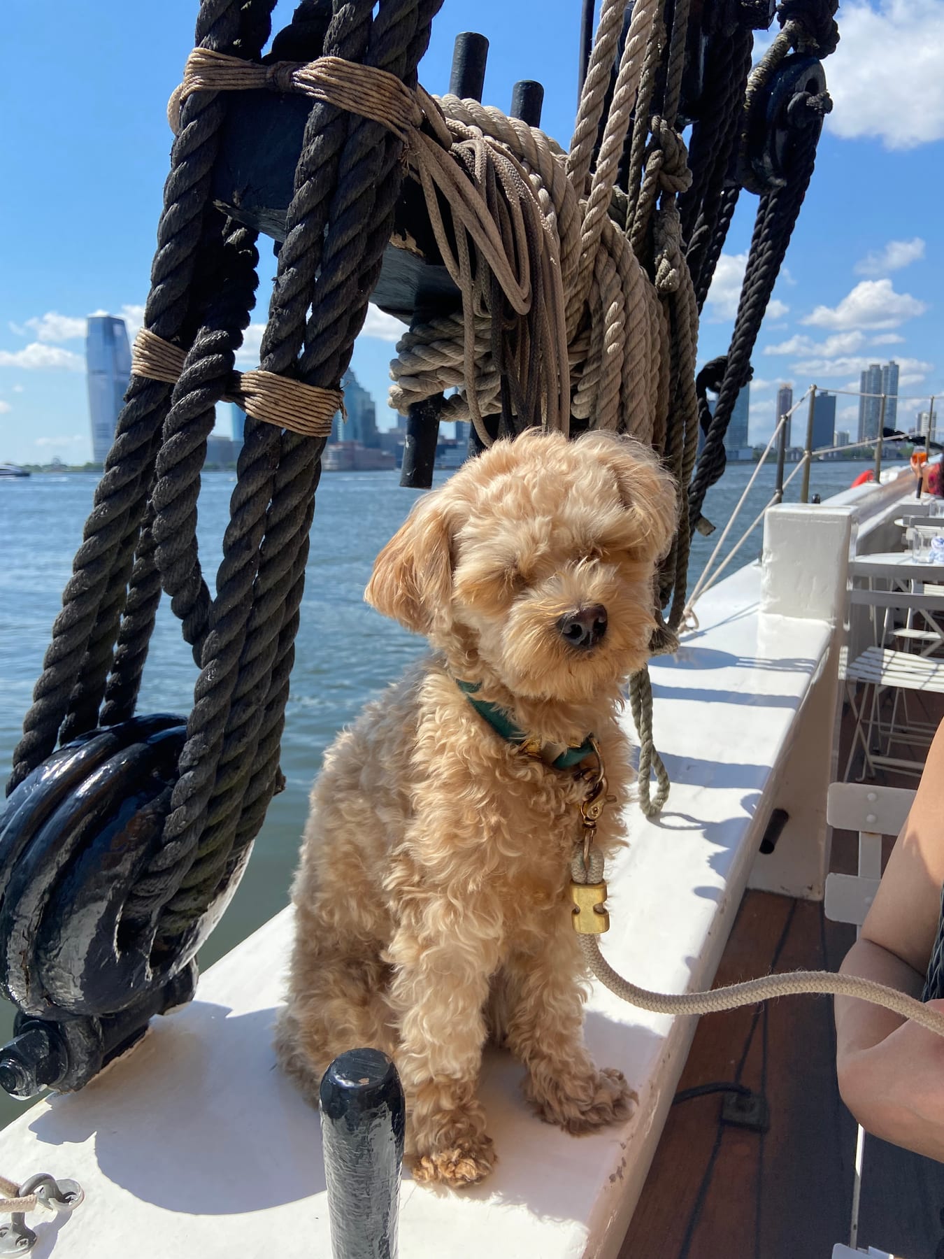 Small dog on a sailboat with the New York skyline behind